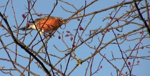 Robin Perched on a Bare Winter Tree