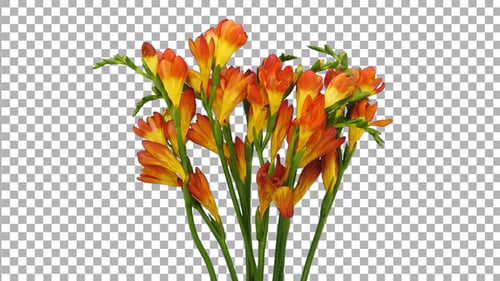 Time-lapse of dying orange freesia flower with ALPHA channel
