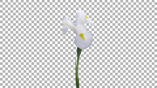 Time-lapse of opening and dying white iris with ALPHA channel