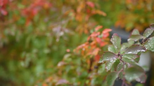 Close Up Of Rain Drops On Fall Foliage