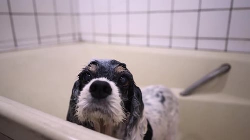 Wet Dog in Bathtub Close Up