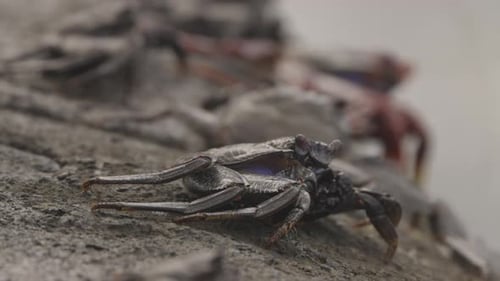Close Up of Red Crabs on Rocks