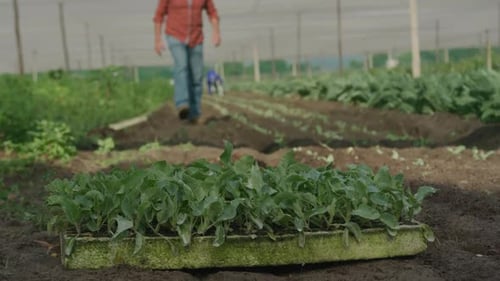 Mature man working on farm