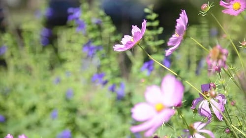 Wildflowers swaying in the breeze