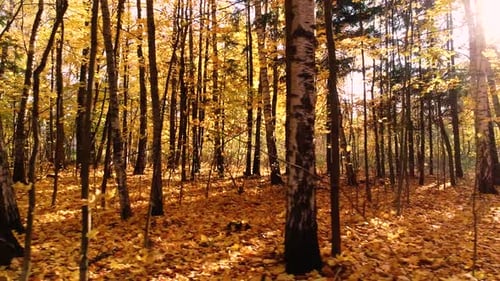 Colorful Autumn Forest Wood