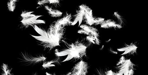 White Feathers - Full HD Loop