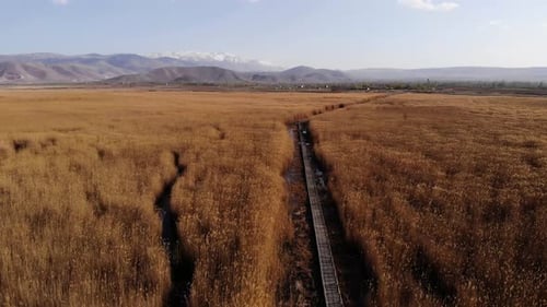 Swamp Among Reed Plants