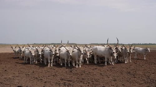 Large Herd of White Horned Cattle Standing