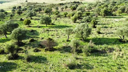 Mediterrane Landschaftsdrohne fliegt langsam durch Olivenbäume Schöne Natur Blick auf Green Grove