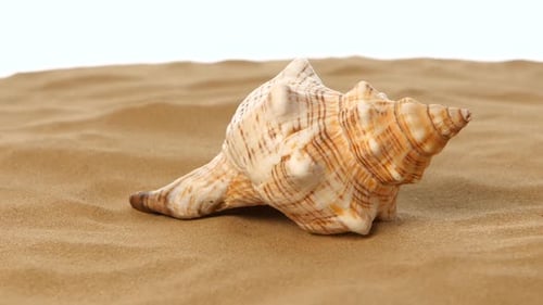 Sea Shells with Sand, White, Rotation, Closeup