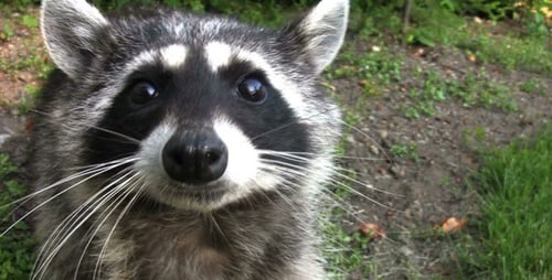 Mapache común - HD - Pack 3