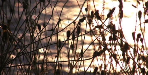 Golden Hour Mountains and Water Nature Scene