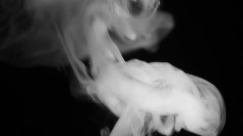 Abstract White Smoke Flowing on Black Background