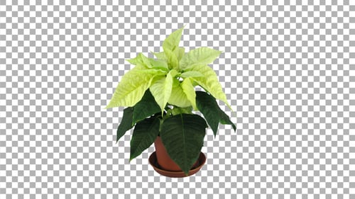 Time-lapse of dying yellow poinsettia Christmas flower with ALPHA channel