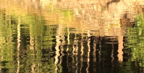 Spiegelung des Waldes im Wasser