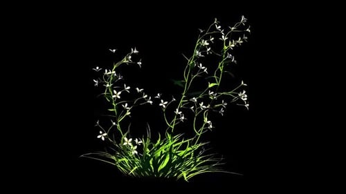 Natural Grass and White Flowers Growth Animation
