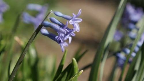Flache DOF duftende blühende Hyazinthen lila Pflanze 4K 2160p 30fps UltraHD-Aufnahmen - Nahaufnahme davon