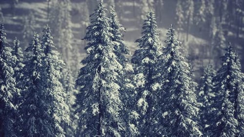 Snowy Pine Forest with Gently Falling Snow