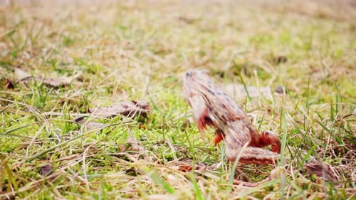 Frog jumping in the spring grass, slow motion
