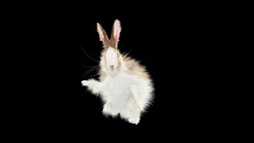 Realistic Fluffy Rabbit Standing and Waving Animation