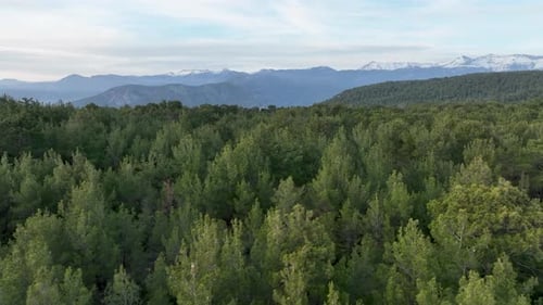 Forest texture aerial view 4 K Turkey Alanya