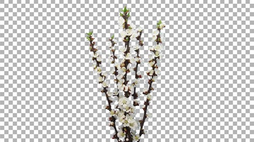 Time-lapse of blooming bouquet of apricot branches with ALPHA channel