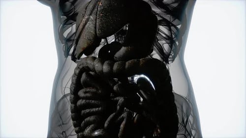 3D Animated Human Internal Organs Digestive System View