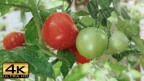 Reifende Tomaten im Regen