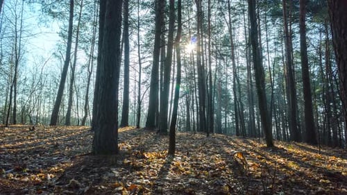 Morning in the spring forest, time-lapse with a crane