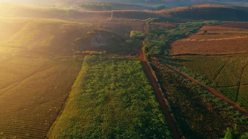 4K : Aerial view of farm during sunrise in Thailand. Harvest season.