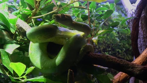 Green tree snake with biright green and emerald scales wrapped around a tree branch