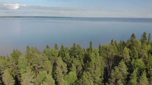 Flight Over the Dense Coniferous Forest To the Boundless Blue Pond. Stunning Landscape of Northern