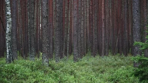 The Feet Of A Pine Tree Forest