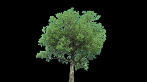 Trees In The Wind