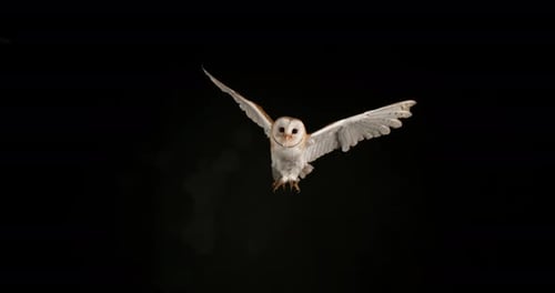 900185 Barn Owl, tyto alba, Adult in flight, Normandy, Slow Motion