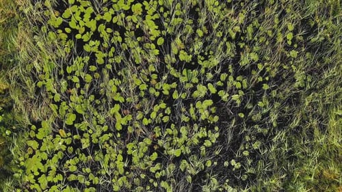 Long Dark Green Grass Sways in Wind in Summer Aerial View