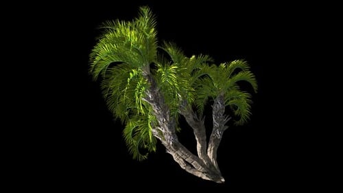 Green Palm Tree Swaying in Breeze on Transparent Background