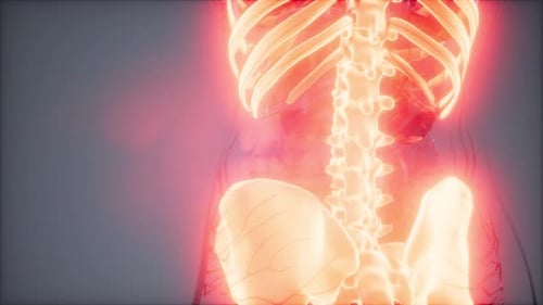 Animated 3D Human Skeleton and Vascular System Medical Visualization