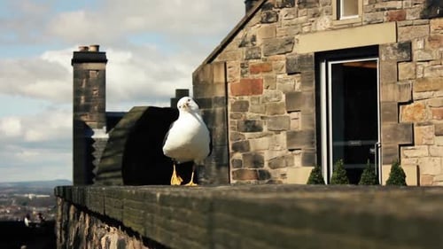 Seagull Strolling atop Stone Wall in European City