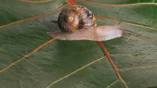 Große Traubenschnecke kriecht auf einem feuchten grünen Blatt