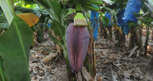 Banana Flower Growing in Tropical Rural Farmland