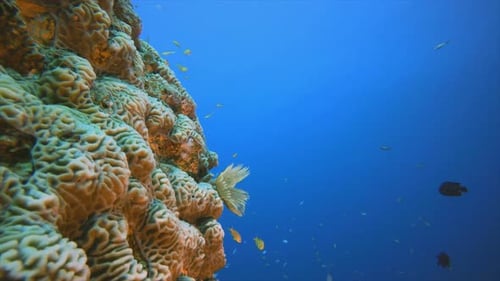 Underwater Sea Coral Reef