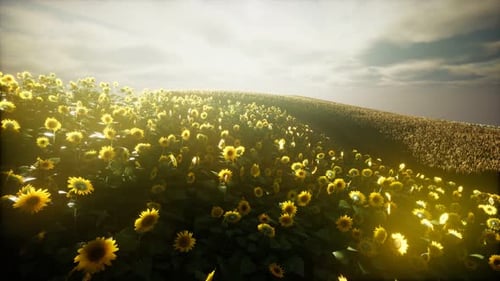 Sunflower Field and Cloudy Sky