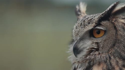 Panning shot of eagle owl face on forested background