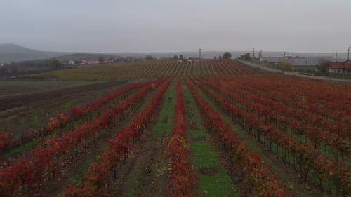 Aerial View On Vineyards In The Fall