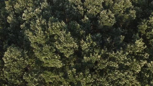 Tree Top Aerial View Background