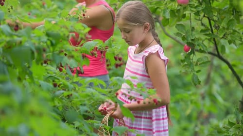 Girl with Mom Pick Raspberries