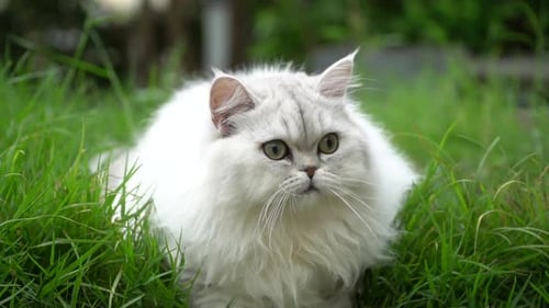 White Cat Sitting in Grass