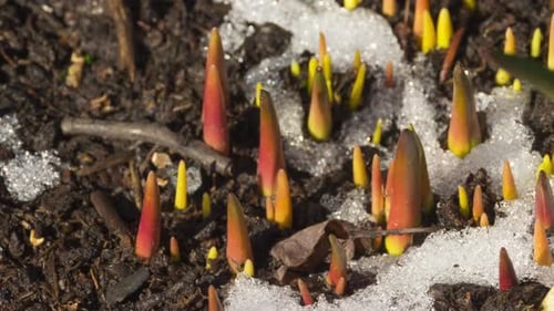 Spring Flower Buds Emerging Through Melting Snow