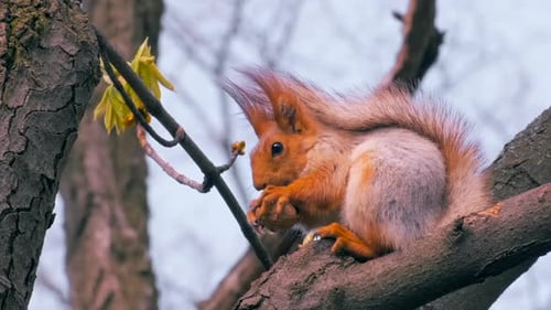 Red Squirrel sitting on branch and eating a nut on a tree in forest